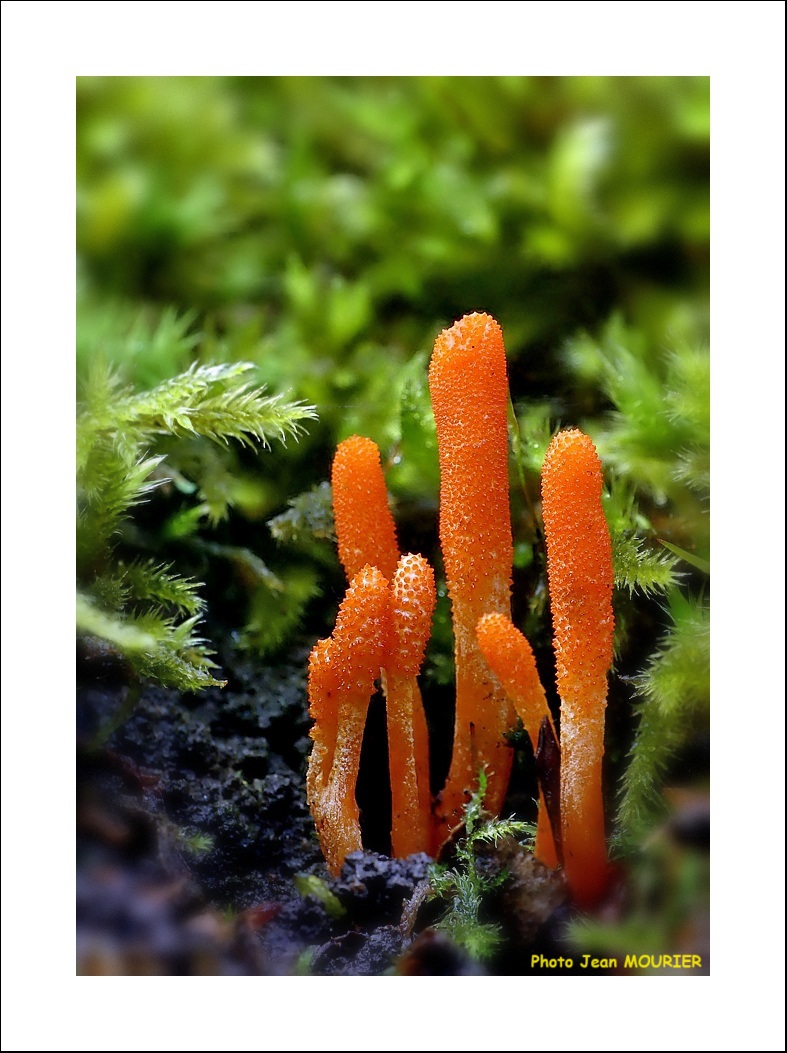 Délices et risques : Le monde des champignons comestibles - Journal Le  Placoteux