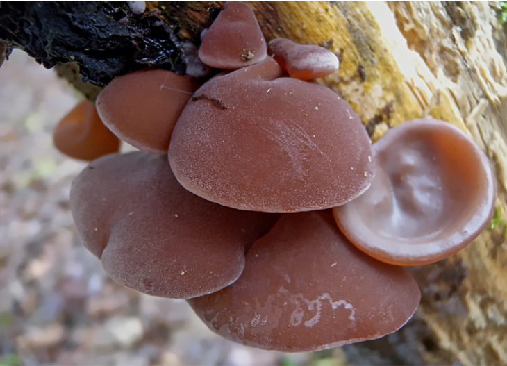 Champignon comestible : Photo d'Oreille de Judas, Auricularia auricula-judae
