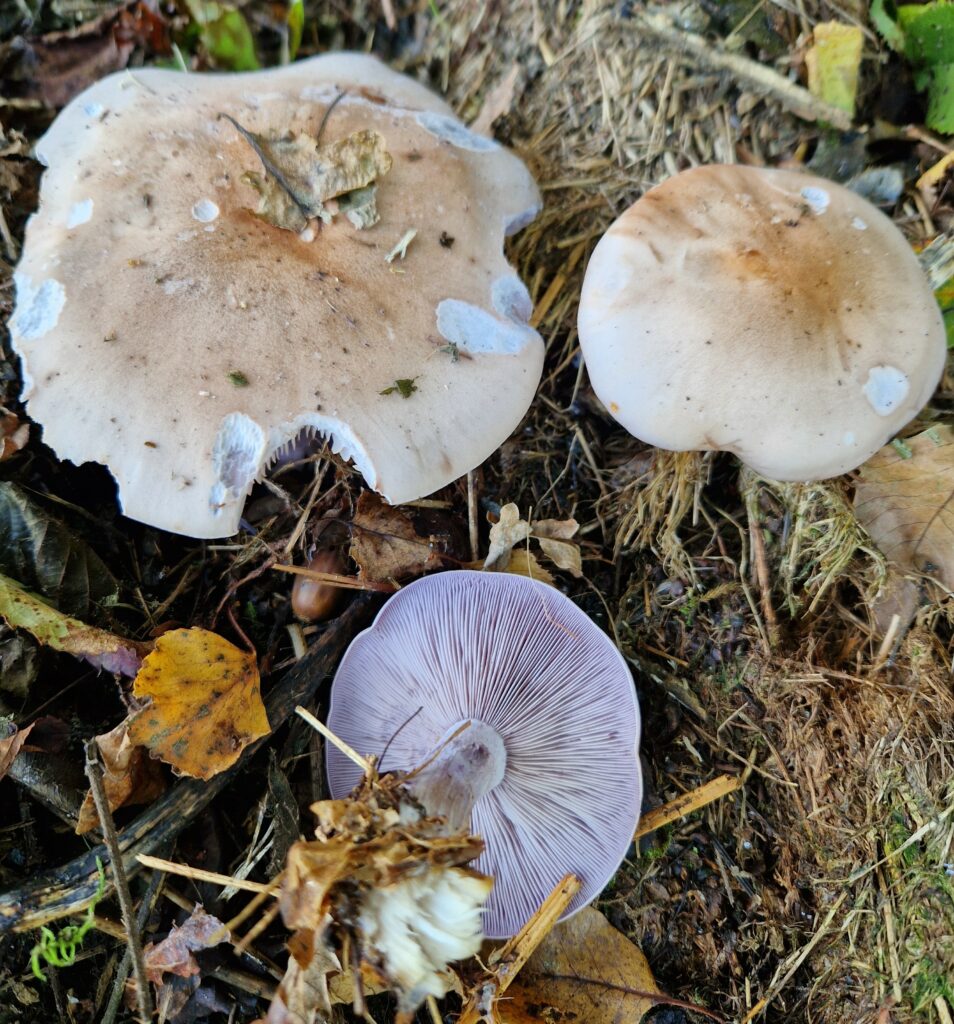 Champignon comestible : Photo du Pied bleu, Lepista nuda