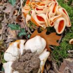 Photo de la Pézize orangée, Aleuria aurantia