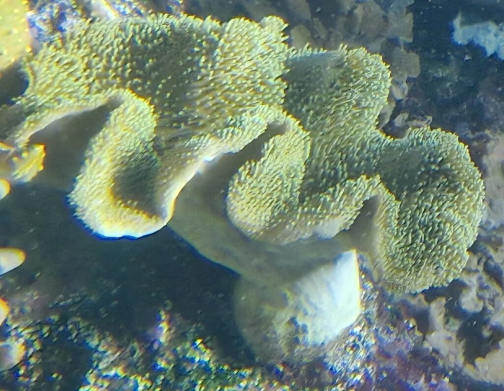 champignons bizarres : photo de Alcyonnaire Champignon prise à l'Aquarium de La Rochelle (Sarcophyton sp)