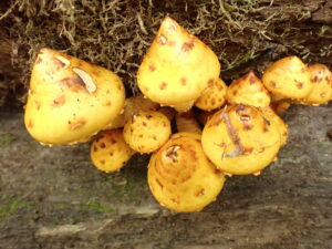 photo de Pholiota limonella